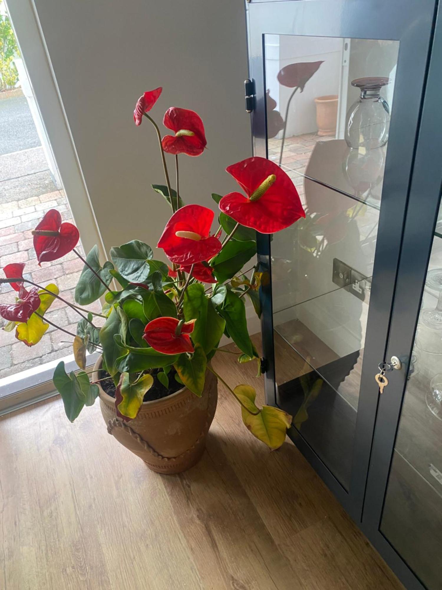 Harbour Sound Apartment, Ballycastle, Causeway Coast Εξωτερικό φωτογραφία
